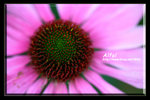 IMG_3636abc