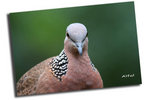 IMG_3751ab