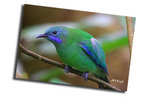 IMG_3798ab