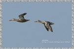 IMG_6156a