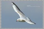 IMG_6651ab