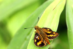 Potanthus trachala 斷紋黃室弄蝶