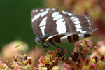 Neptis hylas 中環蛺蝶