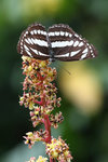 Neptis hylas 中環蛺蝶