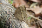 Mycalesis zonata 平頂眉眼蝶