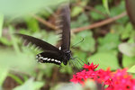 Papilio helenus 玉斑鳳蝶