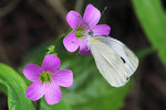 Pieris canidia 東方菜粉蝶