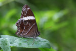 Lethe confusa  白帶黛眼蝶