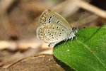 Zizeeria maha serica 酢醬灰蝶