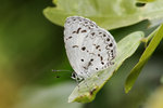 Acytolepis puspa 鈕灰蝶