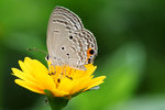 Euchrysops cnejus 棕灰蝶