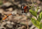 Danaus genutia 虎斑蝶