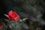 IMG_2478r