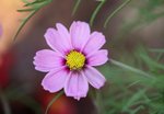 flower2