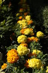 IMG_6313