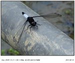DSC00060