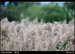 DSC_6732 noframe