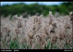 DSC_6735
