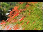 DSC_6352
