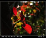 20090129_fa1d15f4f0a2ff31bc6cjRoDNpADW3bj