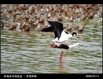 20090411_f13f55dcef2163718f801pSBvZXYfNga
