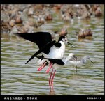 20090411_f92c89d14802bd5f80c56lEnz7Y39gIr