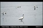 20090417_818f66367eb6f0a2f4dcHPtvKTFNrdm2