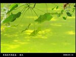 20090417_a0c7bb0a29664ba7b6201x9WGu6bIFLG