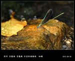 20150803_d17e8c1085227339fa216RW5R5w5353i