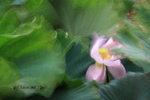 IMG_2151.jpgq