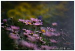 IMG_0198.jpgw