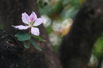 IMG_1732.jpgs