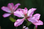 IMG_2520.jpgi