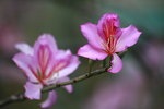 IMG_2552.jpgi