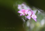 IMG_9072qs