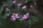 IMG_9109qs