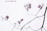 IMG_9132qs