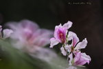 IMG_9223qs