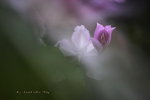 IMG_9237qs