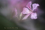 IMG_9242qs