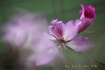 IMG_9261qs