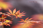 IMG_1015.jpgs