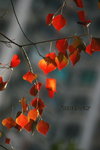 IMG_9498.jpgi