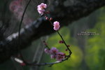 IMG_9696.jpgi