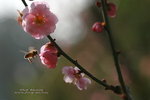 IMG_9708.jpgi