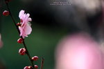 IMG_9717.jpgi