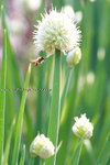 IMG_9730.jpgi