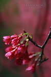 IMG_9742.jpgi