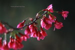 IMG_9747.jpgi