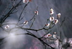 IMG_1950.jpgre_resize